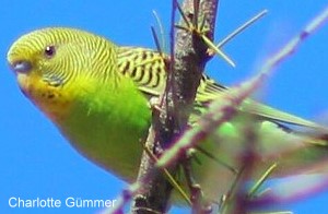 Wildvogel Wellensittich
