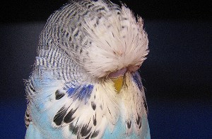 Wellensittich Zuchtformen