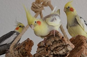 Sittiche und Papageien