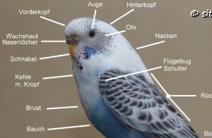 Wellensittich-Anatomie