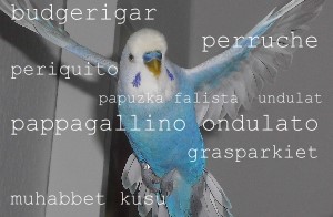 Wellensittich-Fakten