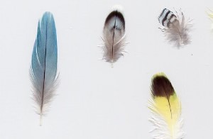 Wellensittich-Mauser