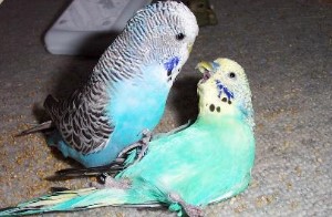 Wellensittich-Verhalten