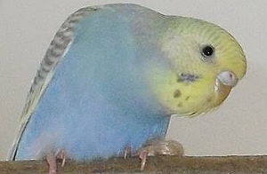 Wellensittiche aussuchen