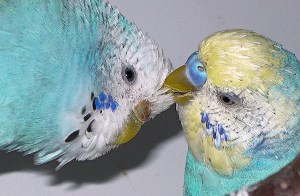 Männchen oder Weibchen