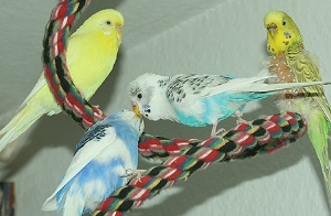 Wellensittich Schwarm