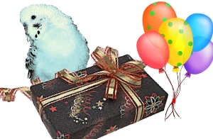 Wellensittiche als Geschenk