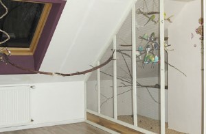 Wellensittich - der richtige Standort