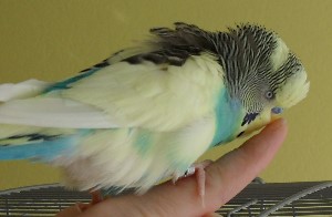 Wellensittich zähmen