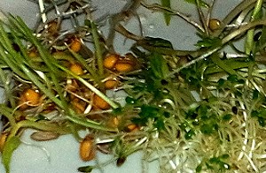 Keim- und Quellfutter