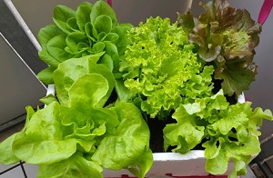 Wellensittich Futterliste