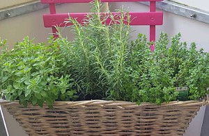 Futterliste Kräuter und Gewürze