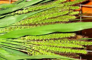 Gräser- und Wildpflanzen