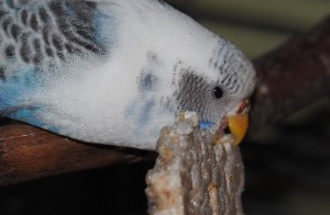 sonstige Lebensmittel