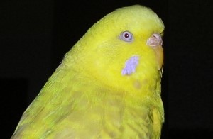 gesunde Wellensittiche