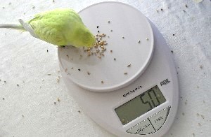 Wellensittich Gewicht