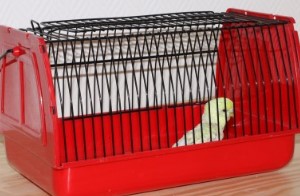 Der Gang zum Tierarzt - wann nötig und wie transportieren?