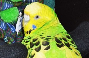 Senior Wellensittich