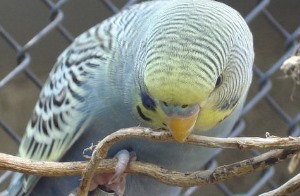 Beschäftigung und Spiele