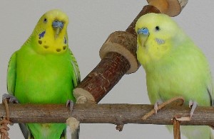 Wellensittich Freiflug ohne Aufsicht