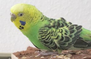 Käfiggestaltung bei einer Behinderung