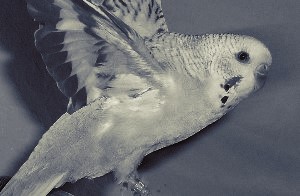 Nachtangst  - Panikflattern