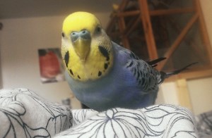 Wellensittich Schlafzimmer