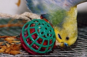 Wellensittich Zubehör