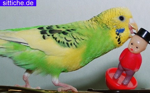 Wellensittich Anschaffung, Wellensittiche kaufen