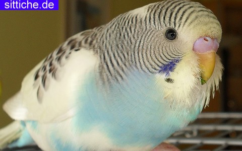 Wellensittich Eingewöhnung, Gefahren, Freiflug