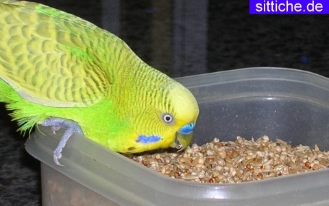 Wellensittich Ernährung, Grünfutter, Vitamine