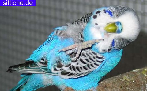 Wellensittich Gesundheit, Notfall Apotheke, Fixiergriff, Tierarzt