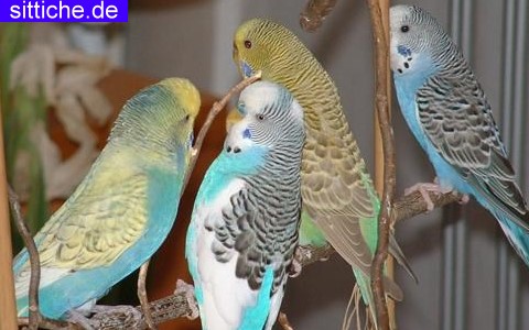 Wellensittich Haltung, Käfig, Voliere, Licht 