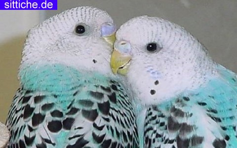 Wellensittich Zucht, Vorbereitung, Problemfälle