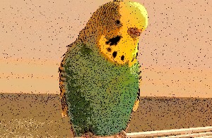 Urlaubszeit und Wellensittiche