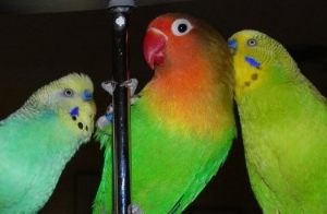 Wellensittiche u. andere Vogelarten Schwarm