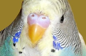 Wellensittich-Schnabel