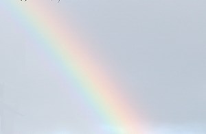 Wellensittich Regenbogen