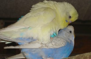 Wellensittich Paarung