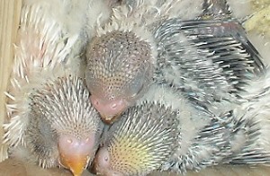 Wellensittich Küken