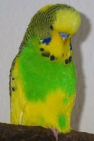 Australischer Schecke