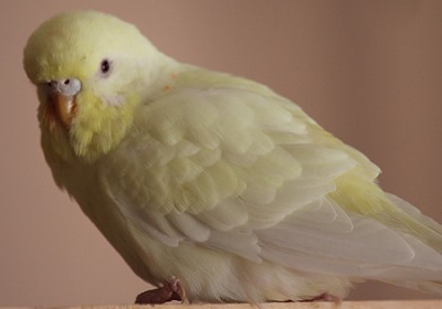 Wellensittich Albino Gelbgesicht