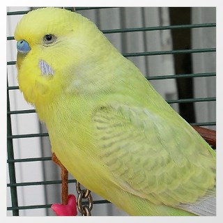 Aufgehellter Wellensittich