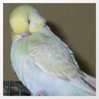 Aufgehellter Wellensittich