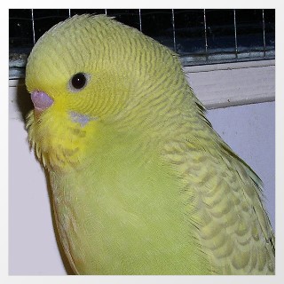 Aufgehellter Wellensittich