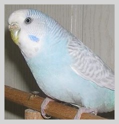 Wellensittich Aufgehellter