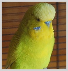 Wellensittich Aufgehellter