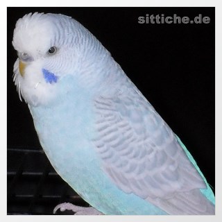 Aufgehellter Wellensittich