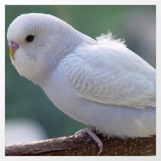 Aufgehellter Wellensittich