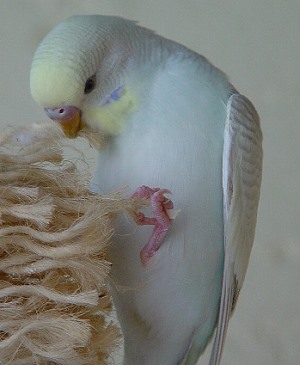 Wellensittich Aufgehellter